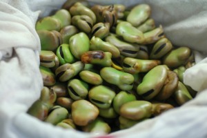 蒸し上がり。何とも言えない"そら豆臭"