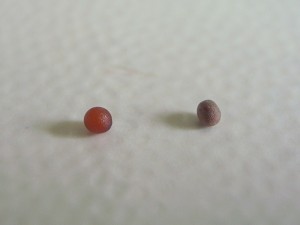 左:2日後。右:乾燥状態