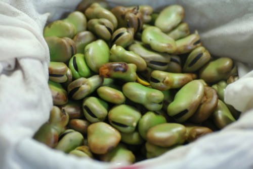 蒸し上がり。何とも言えない"そら豆臭"